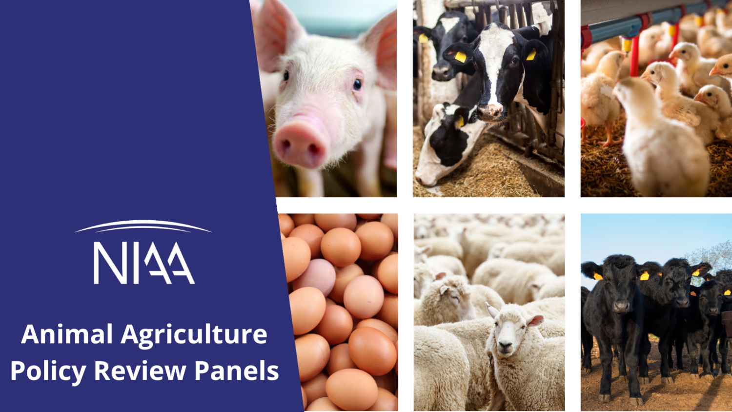 National Institute for Animal Agriculture Launches Policy Review Panels